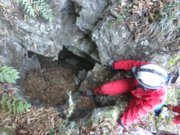 ����l�i���⓴�j